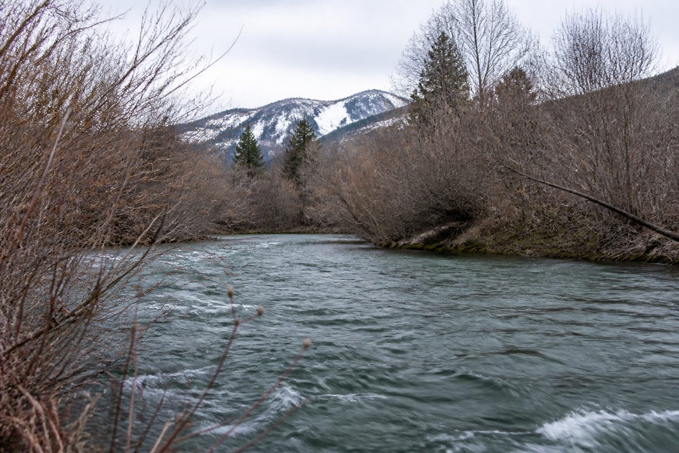 A swollen spring river running high and slightly coloured past bare willows with snow still visible on distant slopes