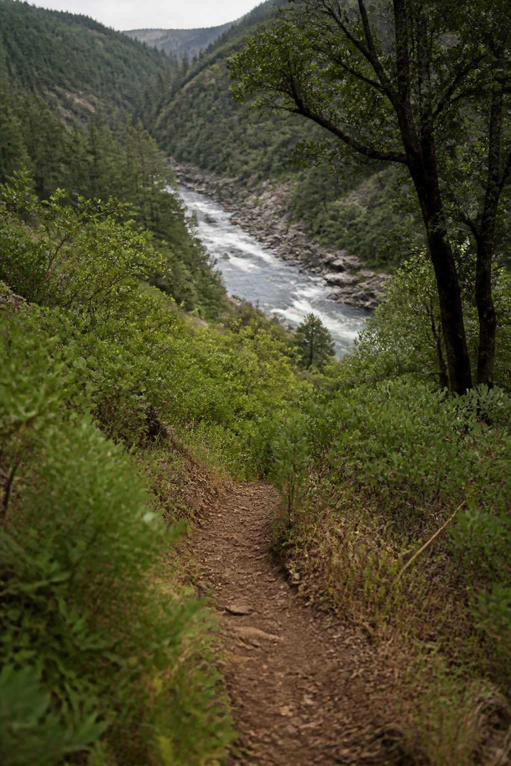 A narrow dirt footpath dropping through green brush and oaks toward the Upper Sacramento River in a steep canyon